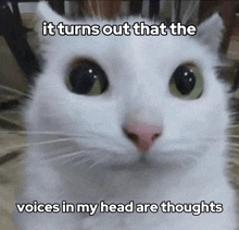a close up of a white cat with a caption that says `` it turns out that the voices in my head are thoughts ''