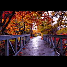 Bridge Nature GIF - Bridge Nature GIFs