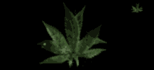 a close up of a marijuana leaf on a black background