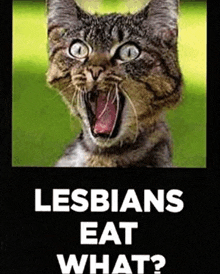 Lesbian Cat GIF - Lesbian Cat What GIFs