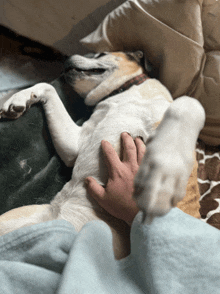 Dog Belly Bellyrub GIF - Dog Belly Bellyrub Doggy GIFs