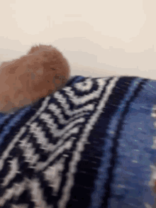 cute hamster adorable pet crawl