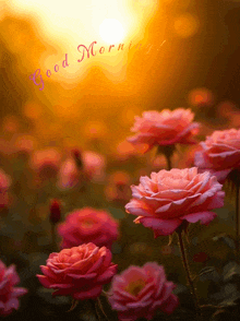 a bunch of pink roses with a good morning message