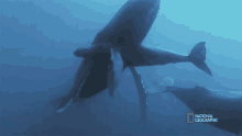 Child And Mother Humpback Whale Migration GIF