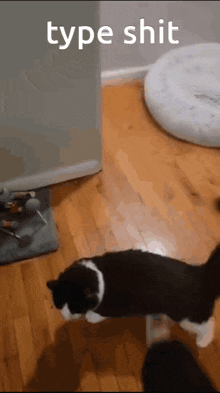 Cat Cat Flip GIF