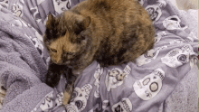 Cat Biscuits GIF - Cat Biscuits Tortie GIFs