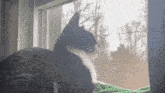 Cat Tuxedo Cat GIF - Cat Tuxedo Cat Tuxedo GIFs