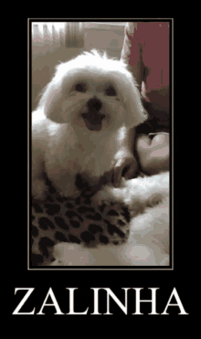 a picture of a dog with the name zalinha on it