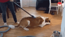 Cleaning The Dog Cleaning GIF - Cleaning The Dog Cleaning Cleaning Fur GIFs