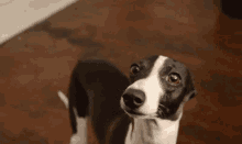 Italian Greyhound Greyhound GIF - Italian Greyhound Greyhound Puppy Dog Eyes GIFs