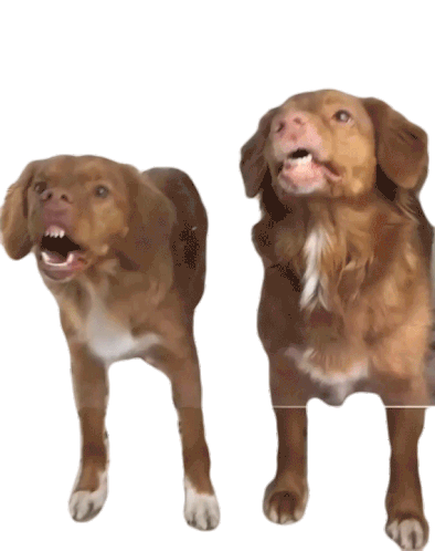 Funny Face This Is Happening Sticker - Funny Face This Is Happening Dogs Stickers