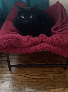 Lazy Cat GIF - Lazy Cat GIFs