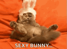 Easter Easter Bunny GIF - Easter Easter Bunny Cat GIFs
