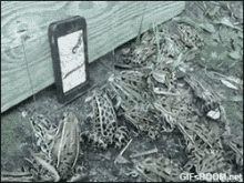 Phone Frogs GIF