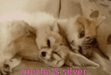 Mochá Silver GIF - Mochá Silver Kitty GIFs