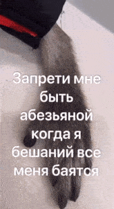 a close up of a dog 's paw with russian writing