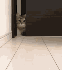 Curious Cat GIF - Curious Cat Innocent GIFs