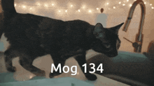 Mog Mogcat GIF - Mog Mogcat Mog 134 GIFs
