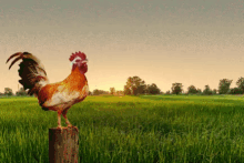 rooster cockerel