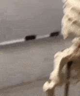Skeleton Tapping Chin GIF