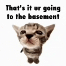 a kitten is standing in front of a white background and says `` that 's it ur going to the basement '' .