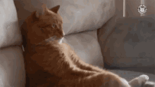 Chilling Cat Sad GIF - Chilling Cat Sad Stressed GIFs