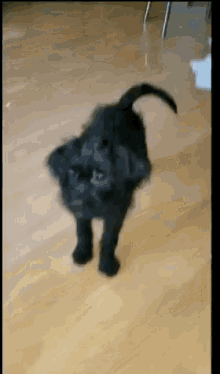 Funny Animals Dogs GIF - Funny Animals Dogs Puppy GIFs