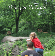 a little girl sitting on a man 's shoulders looking at a lion in a zoo