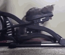 Cats Cats Funny GIF - Cats Cat Cats Funny GIFs