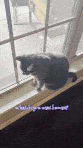 a cat sitting on a window sill with the words " what do you want human " written below it