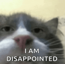 a close up of a cat with the words `` i am disappointed '' on it .