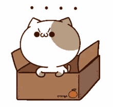 Cat Box GIF - Cat Box Quit GIFs