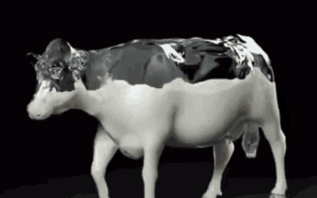 under the dome cow gif