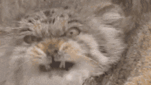 Manul Angry Cat GIF