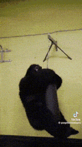a gorilla is hanging from a wire on a yellow wall .