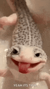 a lizard is sticking its tongue out and smiling while being held by a person .