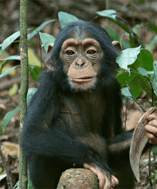 Chimp Baby GIF - Chimp Baby Chimpanzees GIFs