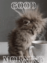 a kitten is sitting next to a cup of coffee with the words good morning written on it