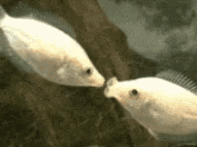 Fish Kiss GIF - Fish Kiss GIFs