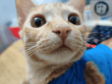 Sussy Cat Smol Sussy Cat GIF - Sussy Cat Smol Sussy Cat Oran Cat GIFs