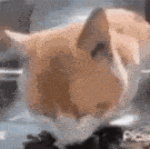 a close up of a cat laying on a table .
