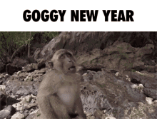 Gog Goggy GIF - Gog Goggy New Year GIFs
