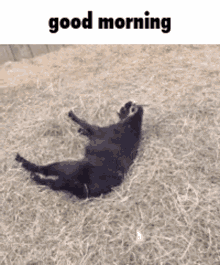 Good Morning Goat GIF - Good Morning Goat Meme GIFs