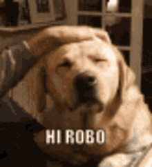 Robo Robodog GIF - Robo Robodog Hirobo GIFs