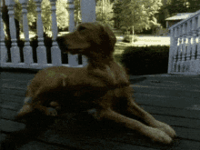 Goosebumps Dog GIF - Goosebumps Dog Evil GIFs