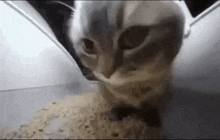 Cat Flexit GIF
