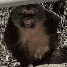 a close up of a monkey with its mouth open and teeth visible