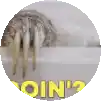 a close up of a spider 's tail in a circle with the words `` oin '' written in yellow .