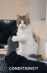 Let Letsplay GIF - Let Letsplay Cat GIFs