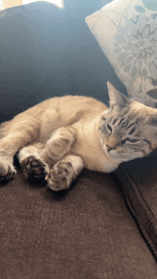 a cat is laying on a brown couch next to a white pillow